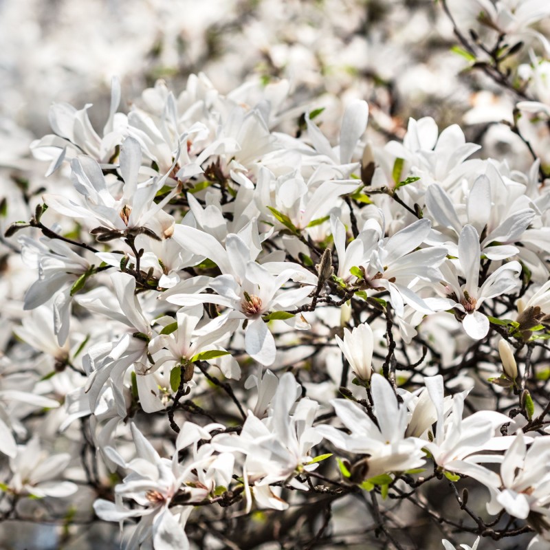 Magnolia Kobus