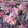 Magnolia Loebneri Leonard Messel