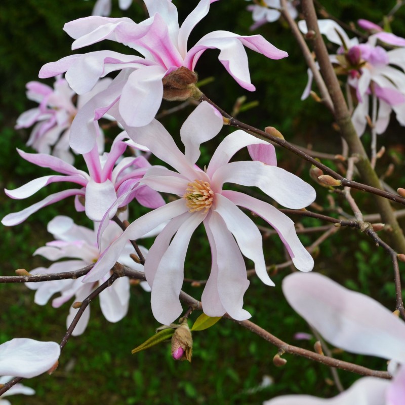 Magnolia Loebneri Leonard Messel