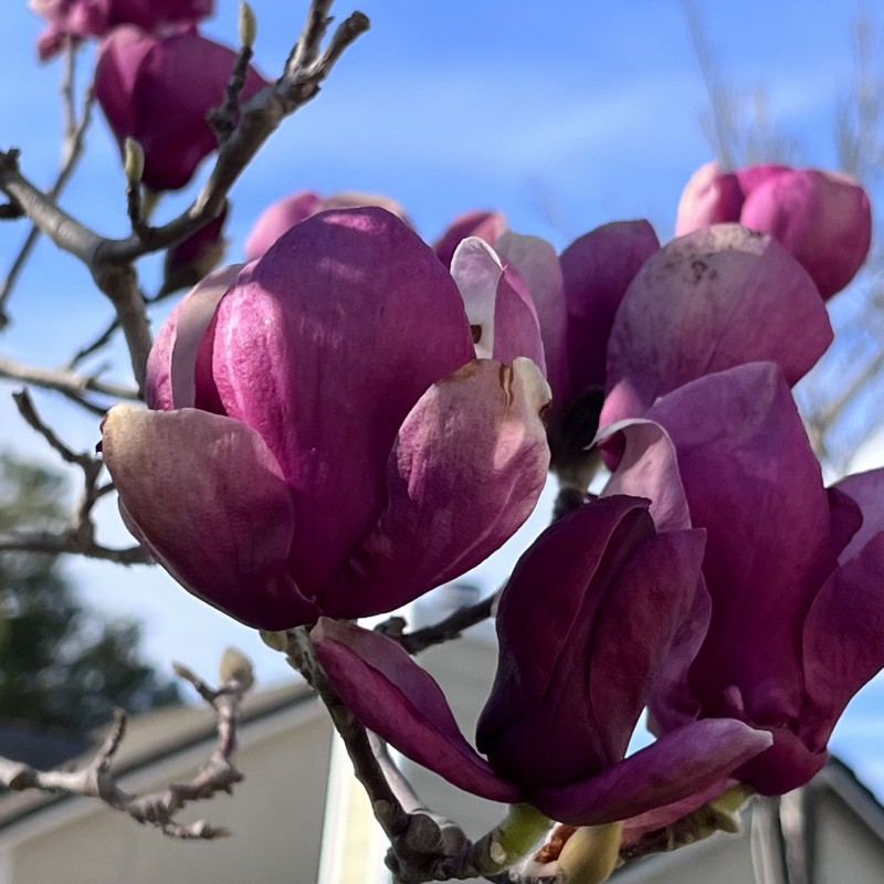 Magnolia Soulangeana Rustica Rubra
