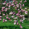 Magnolia Soulangeana Rustica Rubra