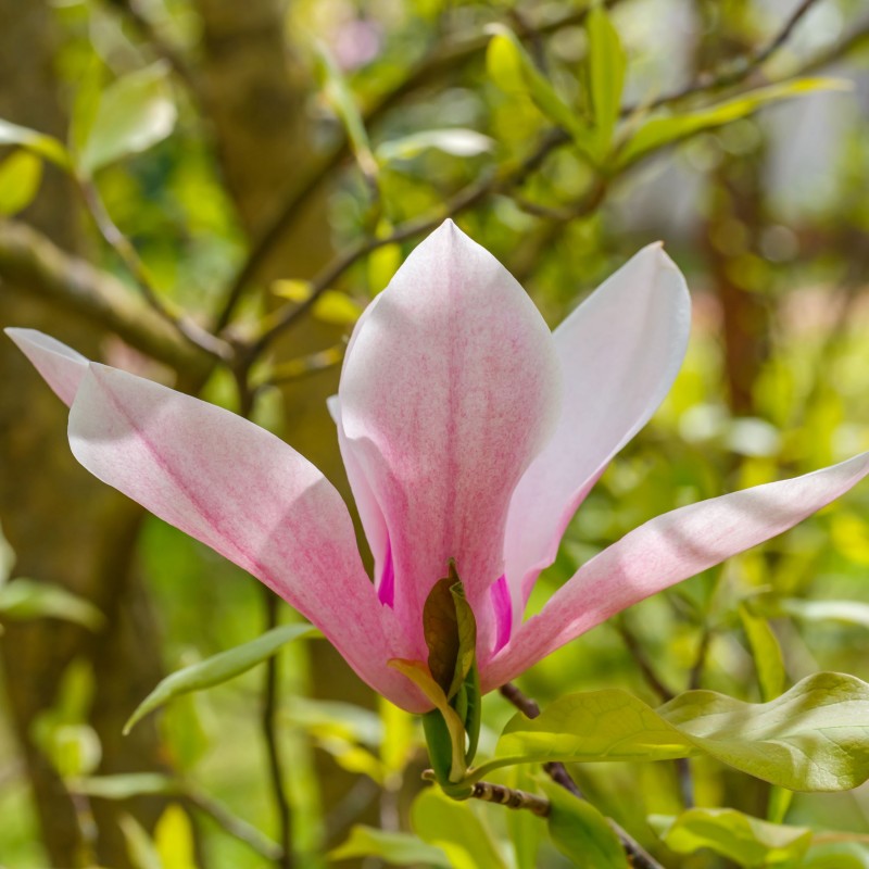 Magnolia Heaven Scent