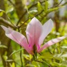 Magnolia Heaven Scent