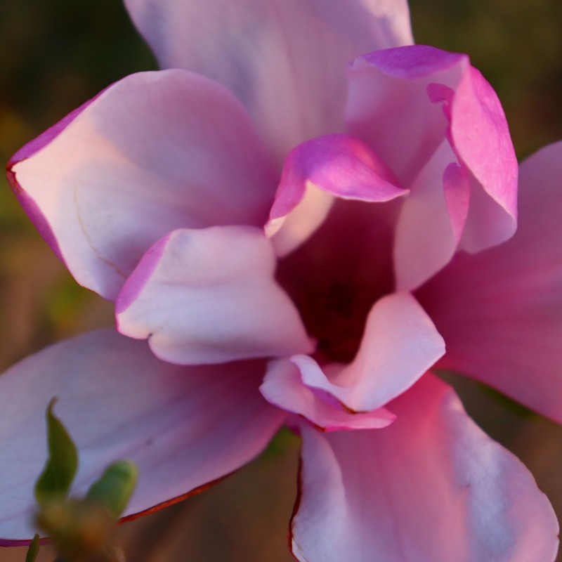 Magnolia Jane