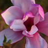 Magnolia Jane