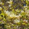 Magnolia Yellow Bird