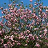 Magnolia Ricki
