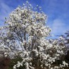 Magnolia Soulangeana Alba Superba