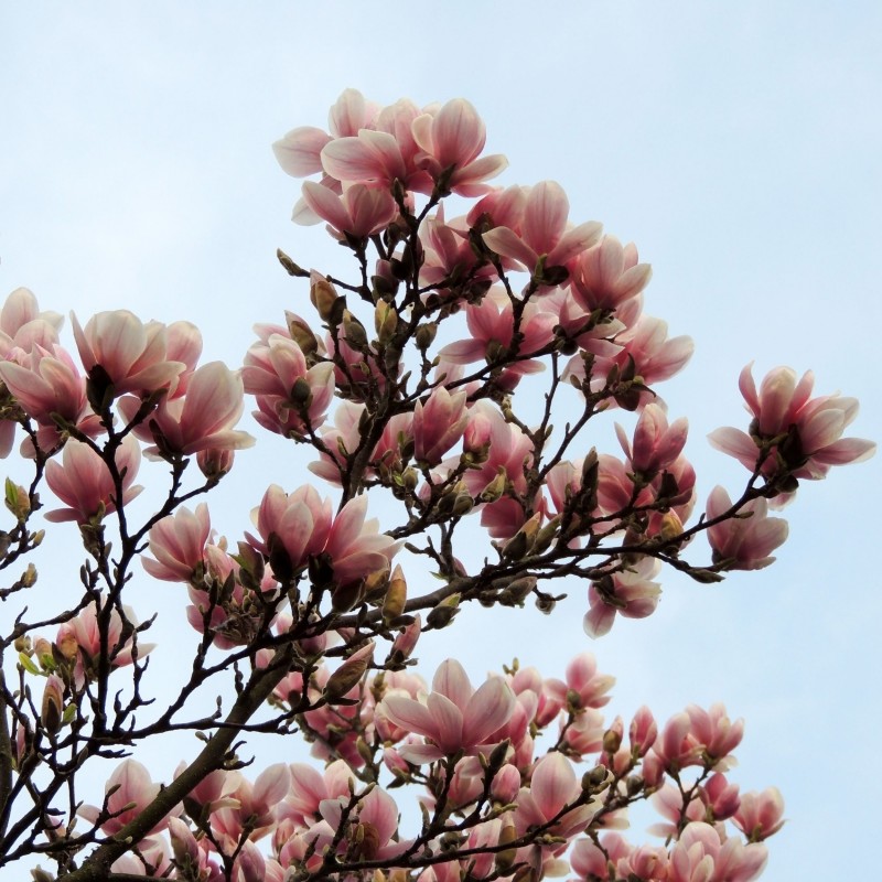 Magnolia Soulangeana Lennei