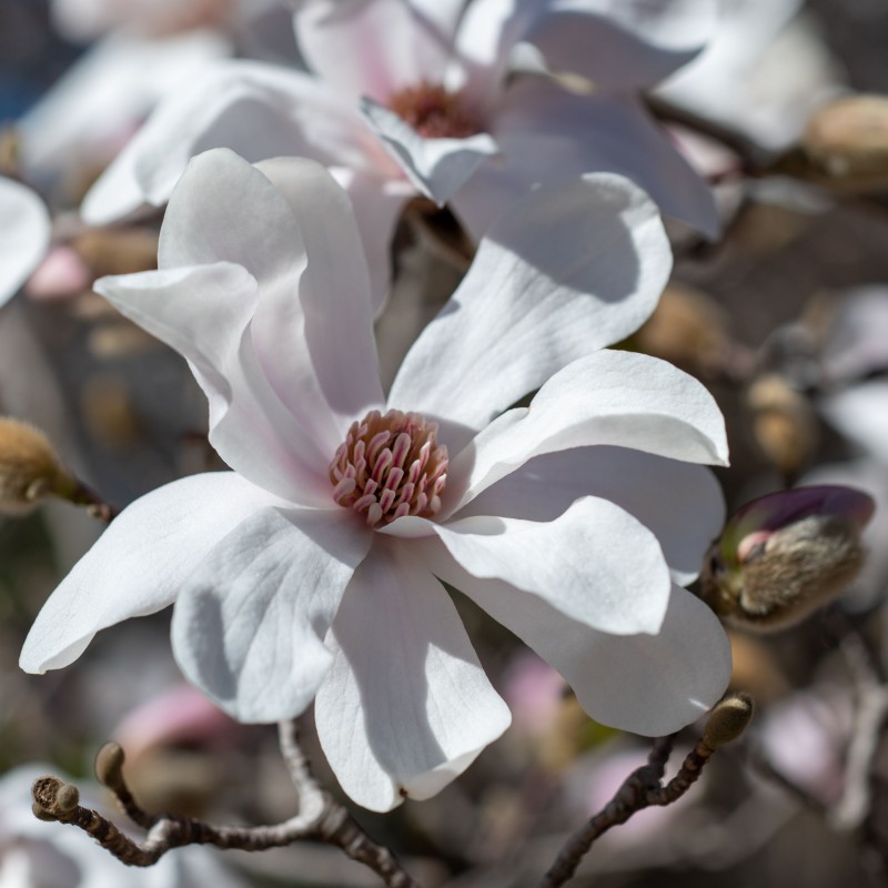 Magnolia loebneri Merrill