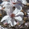 Magnolia loebneri Merrill