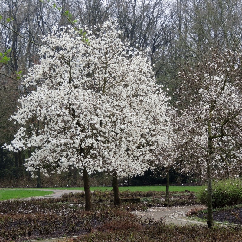 Magnolia loebneri Merrill
