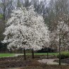 Magnolia loebneri Merrill