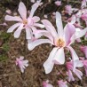 Magnolia stellata Rosea
