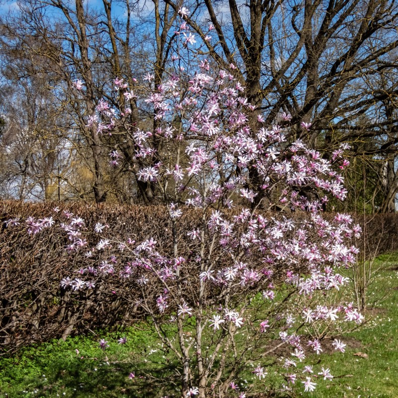 Magnolia stellata Rosea
