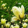 Magnolia 'Yellow River'