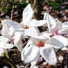 Magnolia Kewensis Wadas Memory