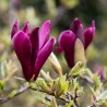 Magnolia Liliiflora Nigra
