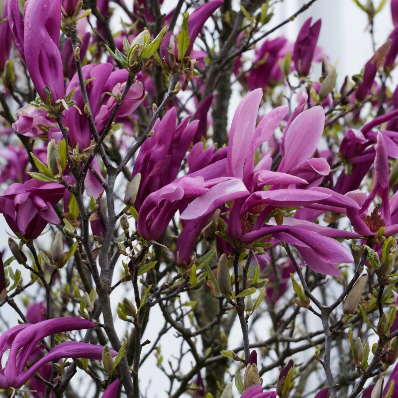 Magnolia Liliiflora Nigra