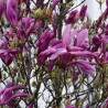 Magnolia Liliiflora Nigra