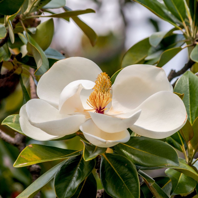 Magnolia grandiflora