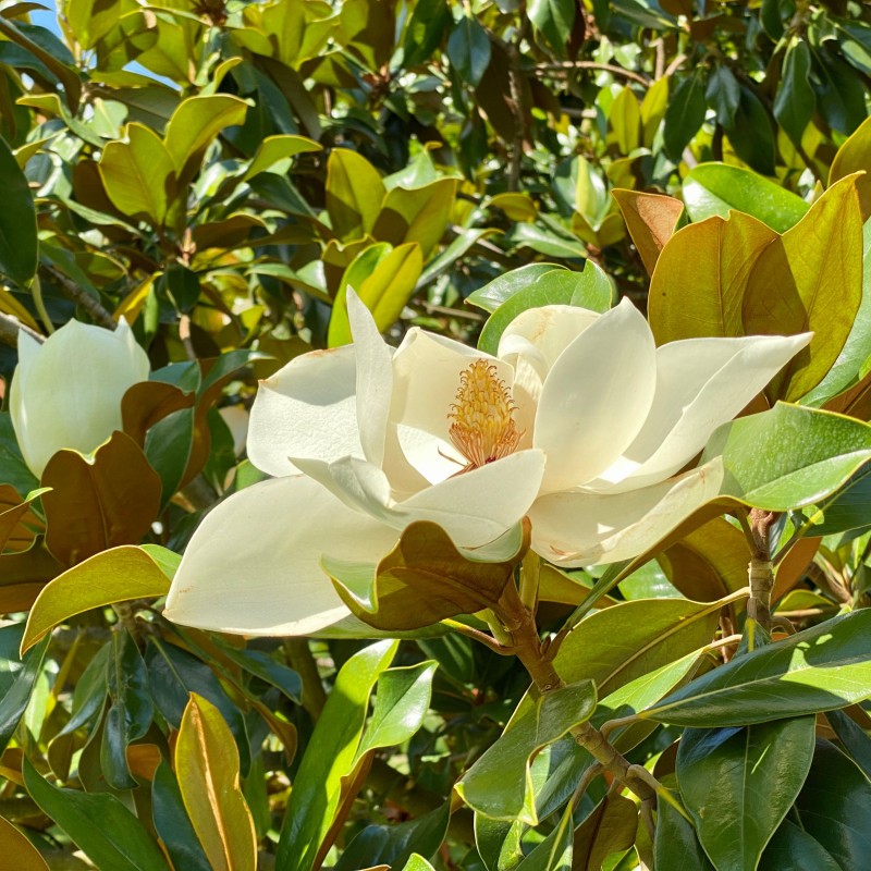 Magnolia grandiflora Ferruginea