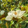 Magnolia grandiflora Ferruginea