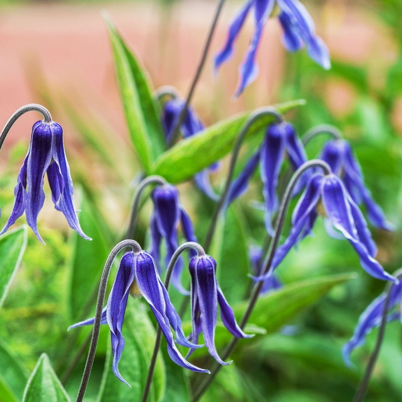 Clematita integrifolia