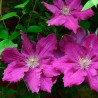 Clematita Ernest Markham
