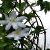 Clematita Marie Boisselot