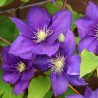 Clematita Jackmanii
