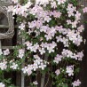 Clematita Montana Rubens