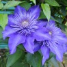 Clematita Multi Blue