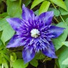 Clematita Multi Blue