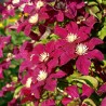 Clematita Rouge Cardinal