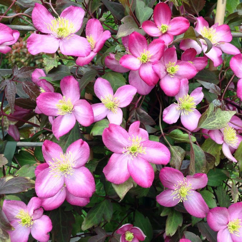 Clematita Tetrarose