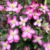 Clematita Tetrarose