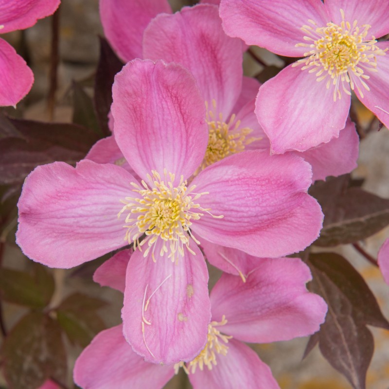 Clematita Tetrarose