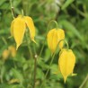 Clematita tibetana Tangutica