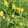 Clematita tibetana Tangutica