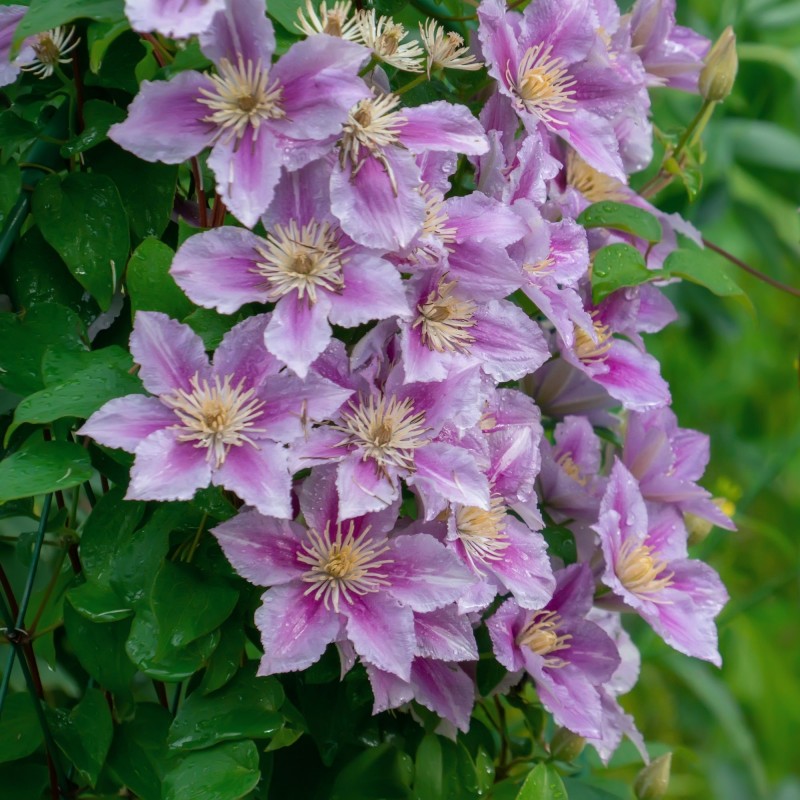 Clematita Hagley