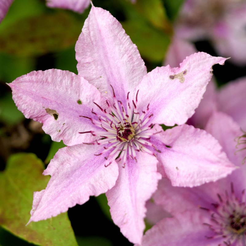 Clematita Hagley