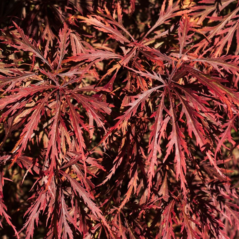 Artar Japonez Crimson Queen