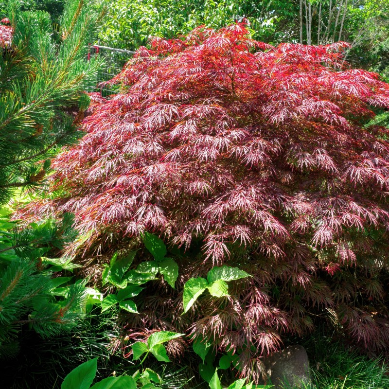 Artar Japonez Crimson Queen