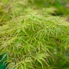 Artar Japonez Dissectum
