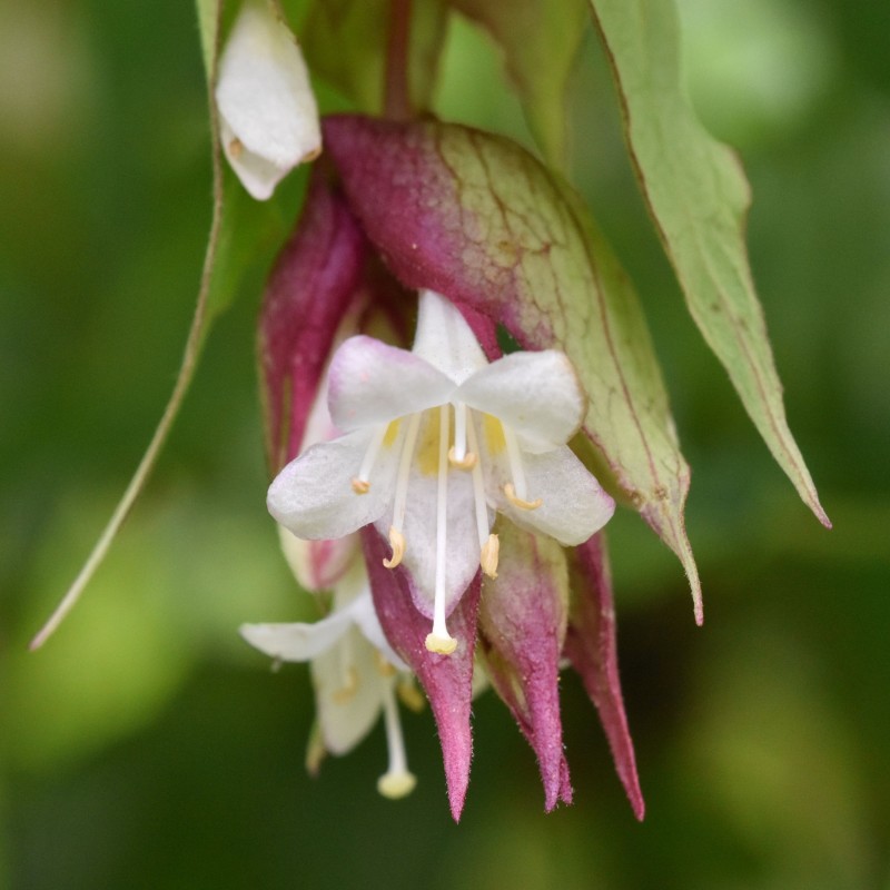 Leycesteria formosa