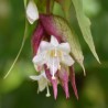 Leycesteria formosa