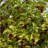 Leycesteria formosa