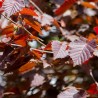 Alun Rosu Corylus maxima Purpurea