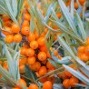 Catina Alba Hippophae rhamnoides